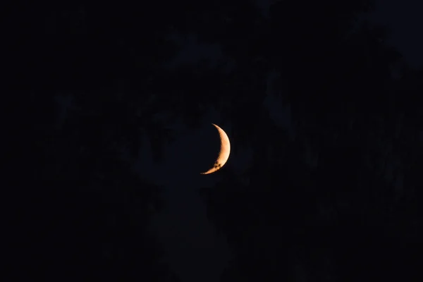 New Moon Sets Trees Evening — Stock Photo, Image