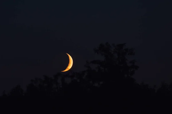 New Moon Sets Trees Evening — Stock Photo, Image