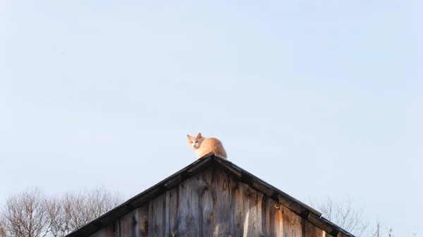 Kedi Çatıda Oturur Kameraya Bakar — Stok fotoğraf