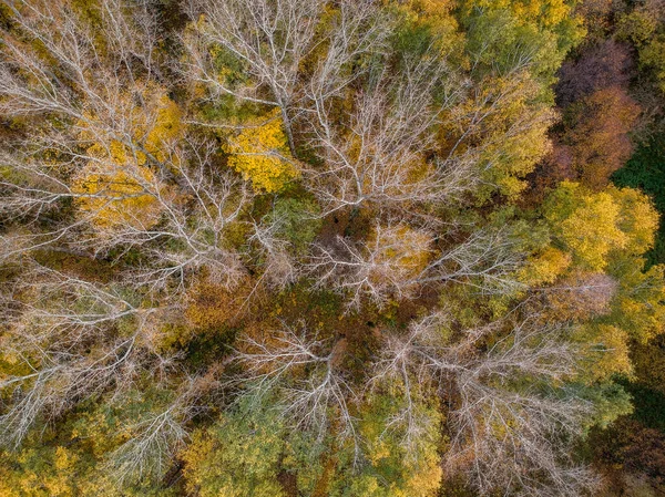 Widok Powietrza Jesienny Las Wysokości Pomarańczowymi Zielonymi Żółtymi Liśćmi — Zdjęcie stockowe