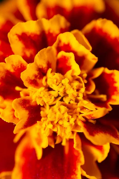 Texture Orange Flowers — Stock Photo, Image