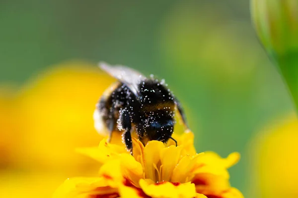 Macro Photo Bumblebee Orange Flower Bumblebee Collects Nectar Flower — Stock Photo, Image