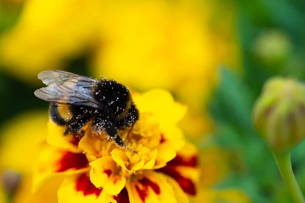 Macro Photo Bumblebee Orange Flower Bumblebee Collects Nectar Flower — Stock Photo, Image