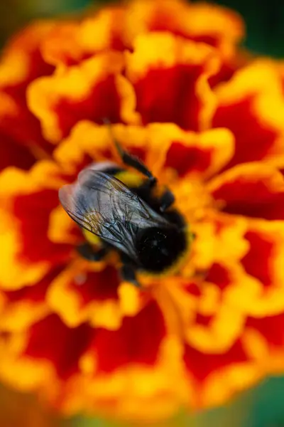 Macro Photo Bumblebee Orange Flower Bumblebee Collects Nectar Flower — Stock Photo, Image