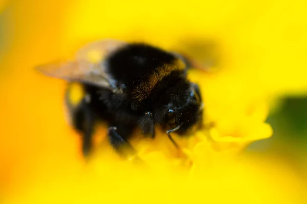 Macro Foto Calabrone Fiore Arancione Bumblebee Raccoglie Nettare Sul Fiore — Foto Stock