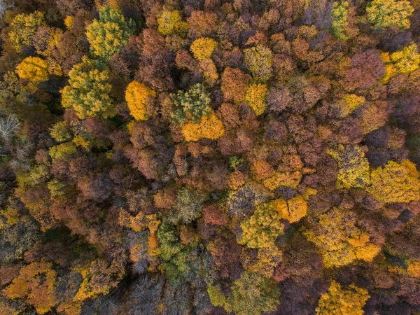 Widok Powietrza Jesienny Las Wysokości Pomarańczowymi Zielonymi Żółtymi Liśćmi — Zdjęcie stockowe