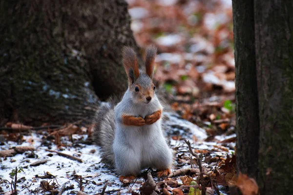 Eichhörnchen Auf Den Blättern Schnee — Stockfoto