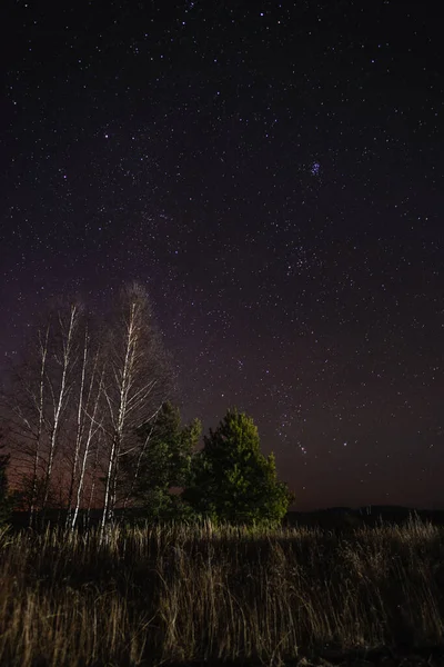 Cielo Estrellado Sobre Abedul Pino — Foto de Stock