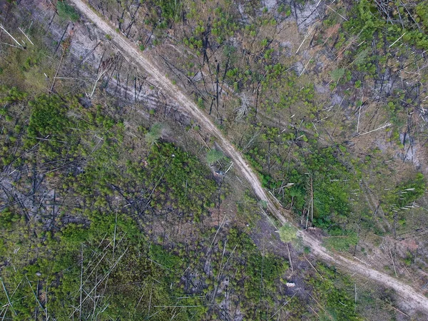 A view from the height of the road among the burned forest a couple of years ago. The consequences of a forest fire from a height.