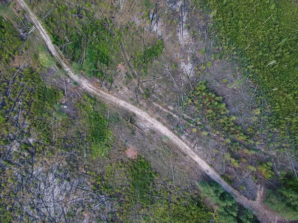 Kilátás Magasból Között Égett Erdő Néhány Évvel Ezelőtt Erdőtűz Következményei — Stock Fotó