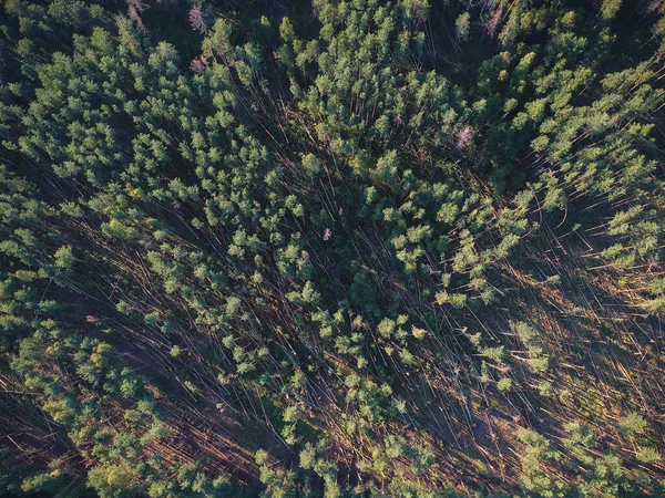 Uma Vista Uma Altura Uma Floresta Caída Depois Furacão Rússia — Fotografia de Stock