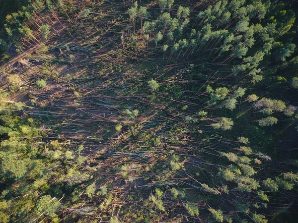 View Height Fallen Forest Hurricane Russia — Stock Photo, Image