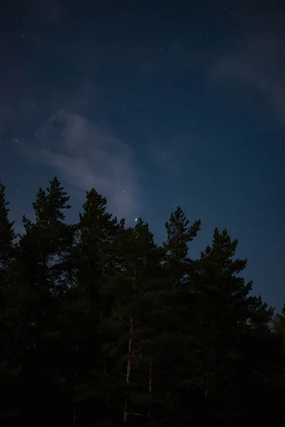 松の森の夜空に月の光に照らされた雲の中の星々 ストックフォト