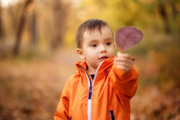公園に立って紫色の落ち葉に興味を持って見てオレンジのジャケットに小さな幼児の男の子 背景には秋の木々や茶色の葉 季節のアウトドアレジャー アクティビティコンセプト — ストック写真