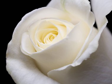 Güllerin üzerine damlalar. Soyut çiçek. Siyah arka planda beyaz gül sevgililer günü, anneler günü, yıldönümü, taziye kartı. Güzel gül. Gülleri kapat. panorama