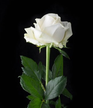 Güllerin üzerine damlalar. Soyut çiçek. Siyah arka planda beyaz gül sevgililer günü, anneler günü, yıldönümü, taziye kartı. Güzel gül. Gülleri kapat. panorama