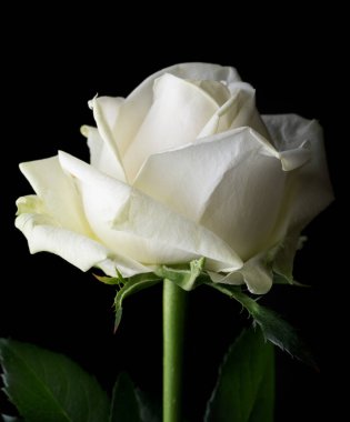 Güllerin üzerine damlalar. Soyut çiçek. Siyah arka planda beyaz gül sevgililer günü, anneler günü, yıldönümü, taziye kartı. Güzel gül. Gülleri kapat. panorama