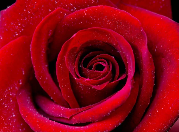 Abstrakte Blume Mit Rosa Rose Auf Schwarzem Hintergrund Valentinstag Muttertag — Stockfoto