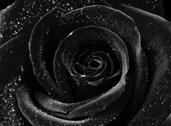 Drops Roses Abstract Flower Black White Rose Black Background Valentines — Stock Photo, Image