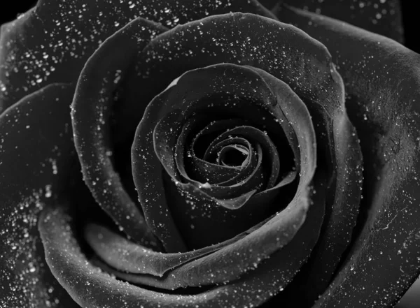 Drops Roses Abstract Flower Black White Rose Black Background Valentines — Stock Photo, Image