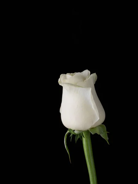 Gotas Rosas Flor Abstrata Rosa Branca Fundo Preto Valentim Dia — Fotografia de Stock