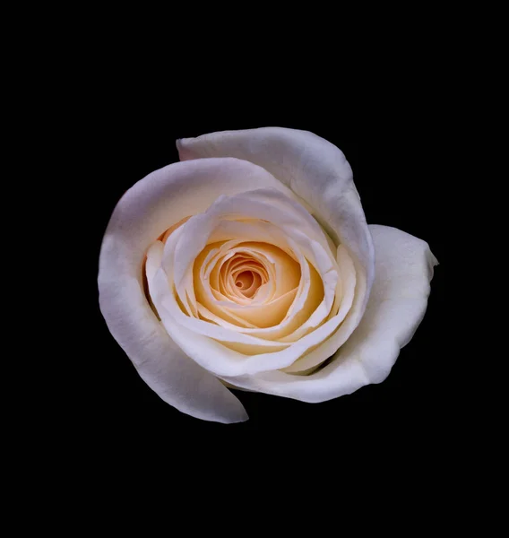 Rózsa Cseppek Absztrakt Virág Fehér Rózsa Fekete Háttér Valentin Nap — Stock Fotó
