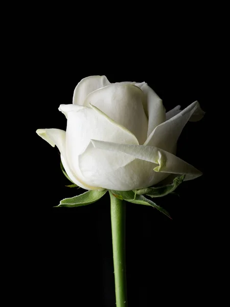 drops on roses. Abstract flower. white rose on black background - Valentines, Mothers day, anniversary, condolence card. Beautiful rose. close up roses . panorama