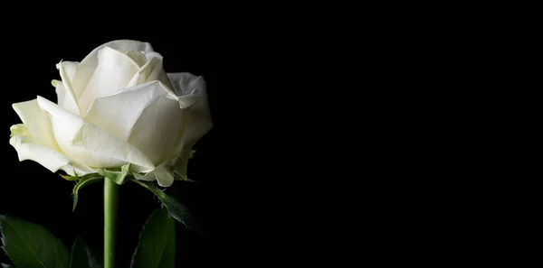 Gouttes Sur Les Roses Fleur Abstraite Rose Blanche Sur Fond — Photo