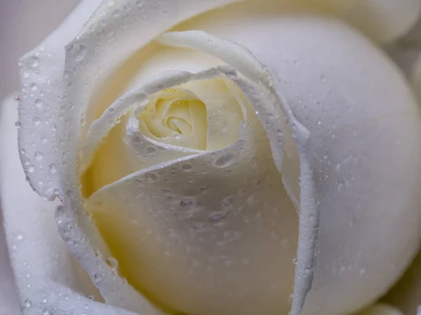 Gotas Rosas Flor Abstracta Rosa Blanca Sobre Fondo Negro San — Foto de Stock