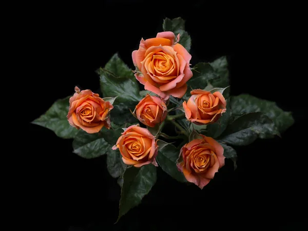 Flor Abstrata Com Rosa Rosa Sobre Fundo Preto Valentim Dia — Fotografia de Stock