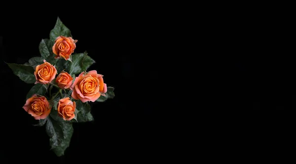 Абстрактна Квітка Рожевою Трояндою Чорному Тлі Валентина День Матері Річниця — стокове фото