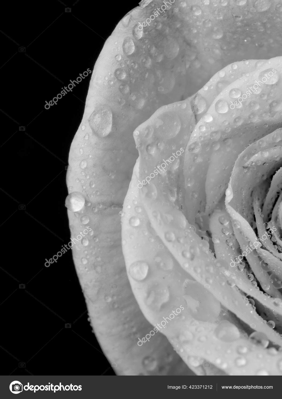 バラの花だ 抽象的な花の黒白は黒の背景にバラ バレンタイン 母の日 記念日 お悔やみカード 美しいバラ バラを閉めろ モノクロだ パノラマ ストック写真 C Creator999 バラの花だ 抽象的な花の黒白は黒の背景にバラ バレンタイン 母の日 記念日 お悔やみカード 美しいバラ バラを閉めろ モノクロだ パノラマ ストック写真 C Creator999