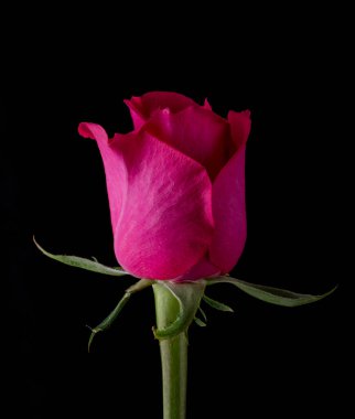 Güllerin üzerine damlalar. Siyah arka planda pembe gül olan soyut bir çiçek Sevgililer Günü, anneler günü, yıldönümü, taziye kartı. Güzel gül. Gülleri kapat. Kırmızı kamala. Panorama. kırmızı güller