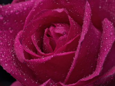 Güllerin üzerine damlalar. Siyah arka planda pembe gül olan soyut bir çiçek Sevgililer Günü, anneler günü, yıldönümü, taziye kartı. Güzel gül. Gülleri kapat. Kırmızı kamala. Panorama. kırmızı güller