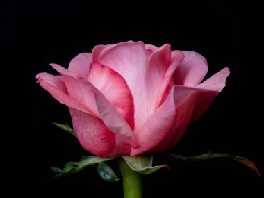 Güllerin üzerine damlalar. Siyah arka planda pembe gül olan soyut bir çiçek Sevgililer Günü, anneler günü, yıldönümü, taziye kartı. Güzel gül. Gülleri kapat. Kırmızı kamala. panorama