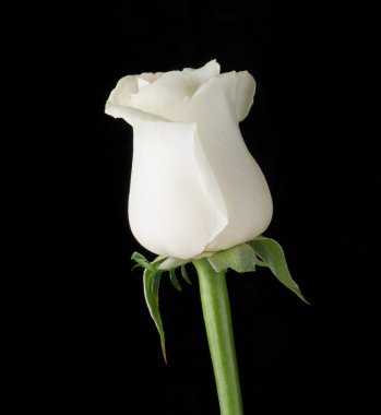 Siyah arkaplanda beyaz gül