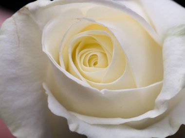 Güllerin üzerine damlalar. Soyut çiçek. Siyah arka planda beyaz gül sevgililer günü, anneler günü, yıldönümü, taziye kartı. Güzel gül. Gülleri kapat. Panorama. Pankart