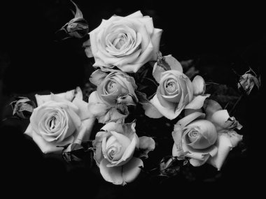 Güllerin üzerine damlalar. Siyah arka planda soyut çiçek siyah gül Sevgililer Günü, Anneler Günü, yıldönümü, başsağlığı kartı. Güzel gül. Gülleri kapat. Tek renk olsun. panorama