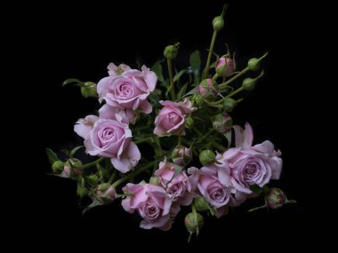 Siyah arka planda pembe gül olan soyut bir çiçek Sevgililer Günü, anneler günü, yıldönümü, taziye kartı. Güzel gül. Gülleri kapat. Kırmızı kamala. Panorama. Beyaz güller. Buket. Pankart