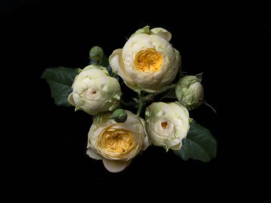 Siyah arka planda pembe gül olan soyut bir çiçek Sevgililer Günü, anneler günü, yıldönümü, taziye kartı. Güzel gül. Gülleri kapat. Kırmızı kamala. Panorama. Beyaz güller. Buket. Pankart