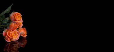 Siyah arka planda pembe gül olan soyut bir çiçek Sevgililer Günü, anneler günü, yıldönümü, taziye kartı. Güzel gül. Gülleri kapat. Kırmızı kamala. Panorama. Beyaz güller. Buket. Pankart