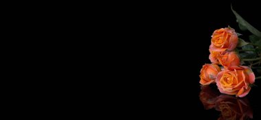 Siyah arka planda pembe gül olan soyut bir çiçek Sevgililer Günü, anneler günü, yıldönümü, taziye kartı. Güzel gül. Gülleri kapat. Kırmızı kamala. Panorama. Beyaz güller. Buket. Pankart