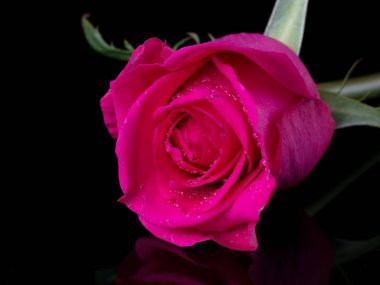 Güllerin üzerine damlalar. Siyah arka planda pembe gül olan soyut bir çiçek Sevgililer Günü, anneler günü, yıldönümü, taziye kartı. Güzel gül. Gülleri kapat. Kırmızı kamala. panorama