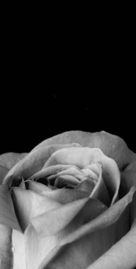 Güllerin üzerine damlalar. Siyah arka planda soyut çiçek siyah gül Sevgililer Günü, Anneler Günü, yıldönümü, başsağlığı kartı. Güzel gül. Gülleri kapat. Tek renk olsun. panorama