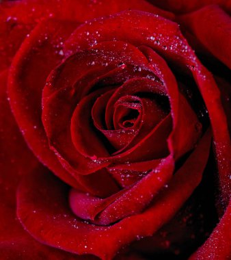 Siyah arka planda pembe gül olan soyut bir çiçek Sevgililer Günü, anneler günü, yıldönümü, taziye kartı. Güzel gül. Gülleri kapat. Kırmızı kamala. Panorama. Pankart