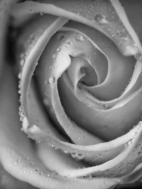 Güllerin üzerine damlalar. Siyah arka planda soyut çiçek siyah gül Sevgililer Günü, Anneler Günü, yıldönümü, başsağlığı kartı. Güzel gül. Gülleri kapat. Tek renk olsun. panorama