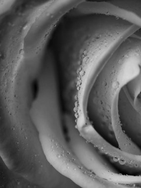 Güllerin üzerine damlalar. Siyah arka planda soyut çiçek siyah gül Sevgililer Günü, Anneler Günü, yıldönümü, başsağlığı kartı. Güzel gül. Gülleri kapat. Tek renk olsun. panorama