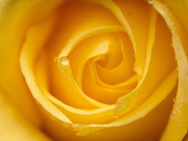 Siyah arka planda kırmızı gül olan soyut bir çiçek Sevgililer Günü, anneler günü, yıldönümü, taziye kartı. Güzel gül. Gülleri kapat. Penny Lane gülleri 