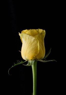 Siyah arka planda kırmızı gül olan soyut bir çiçek Sevgililer Günü, anneler günü, yıldönümü, taziye kartı. Güzel gül. Gülleri kapat. Penny Lane gülleri 