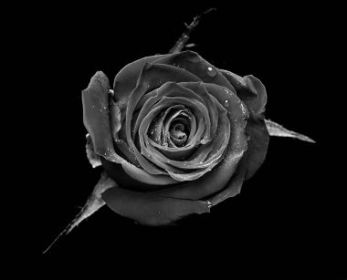 drops on roses. Abstract flower black white rose on black background - Valentines, Mothers day, anniversary, condolence card. Beautiful rose. close up roses . monochrome. panorama clipart